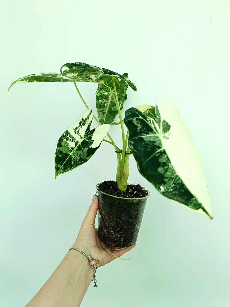 Alocasia frydek variegata