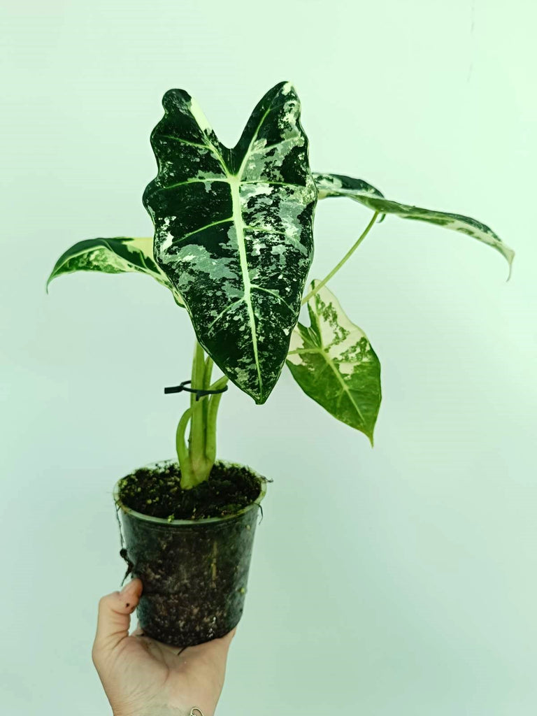 Alocasia frydek variegata