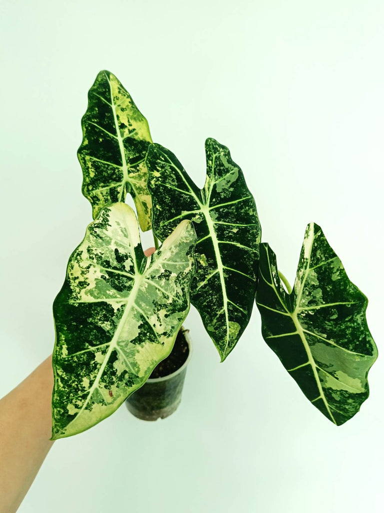 Alocasia frydek variegata