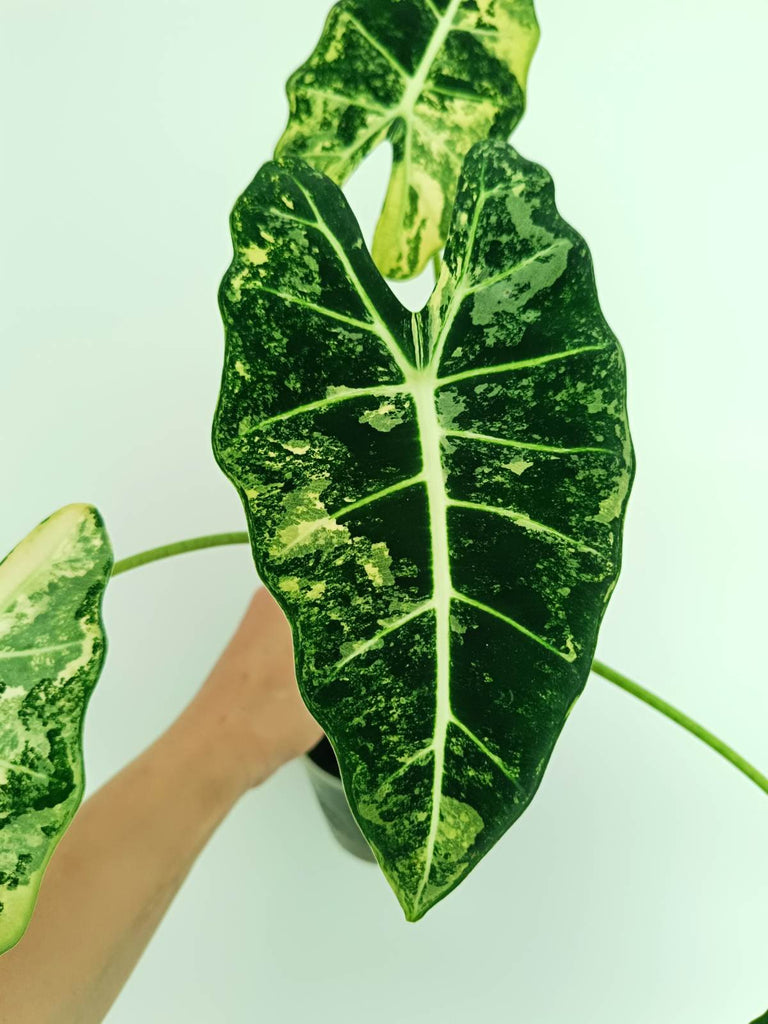 Alocasia frydek variegata
