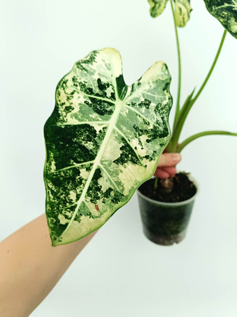 Alocasia frydek variegata