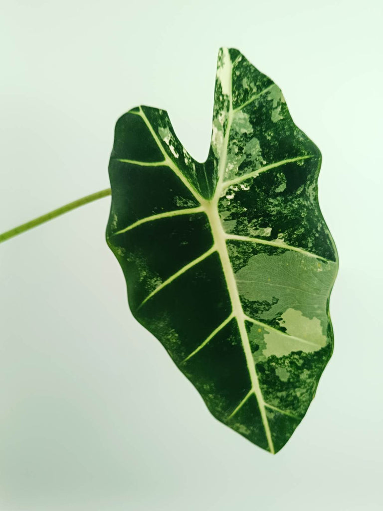Alocasia frydek variegata