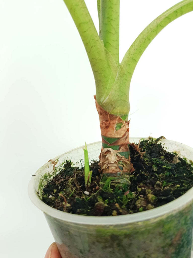 Alocasia frydek variegata
