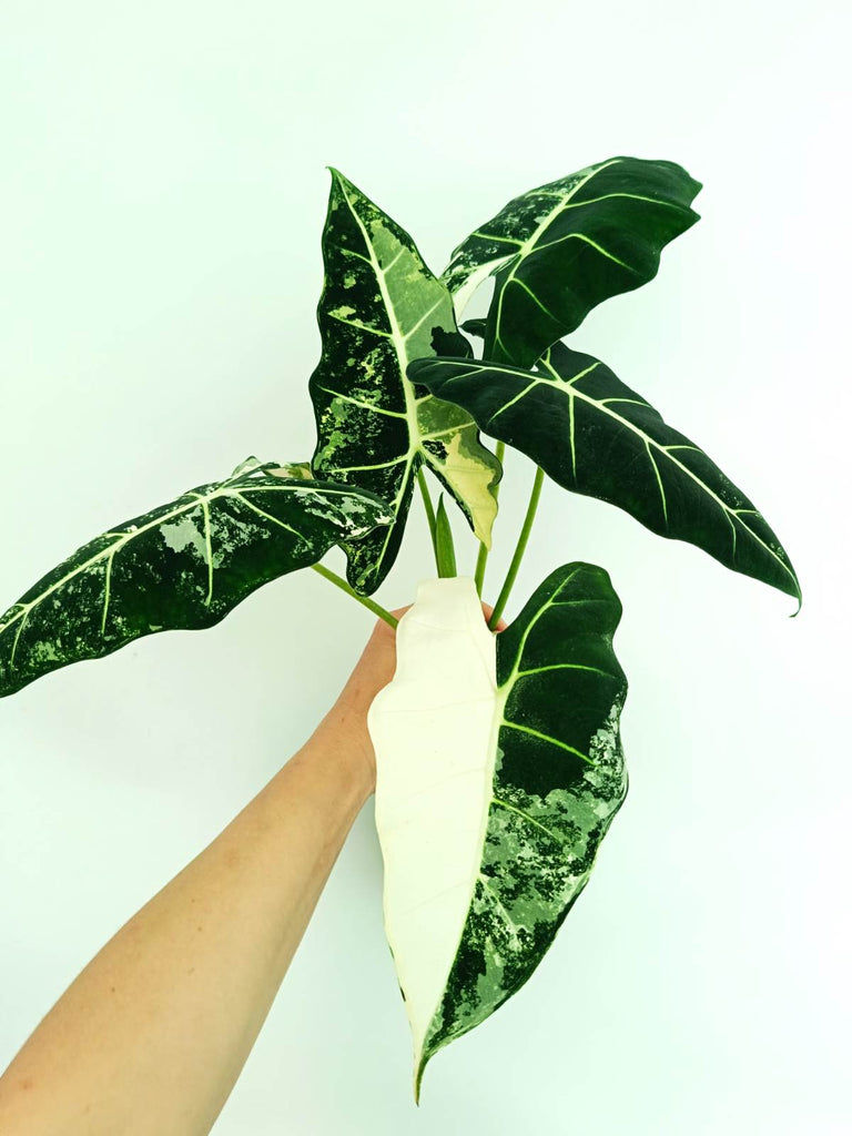 Alocasia frydek variegata