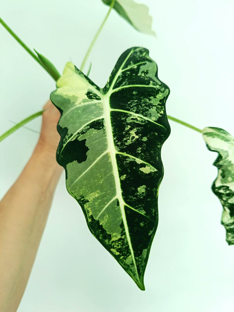 Alocasia frydek variegata