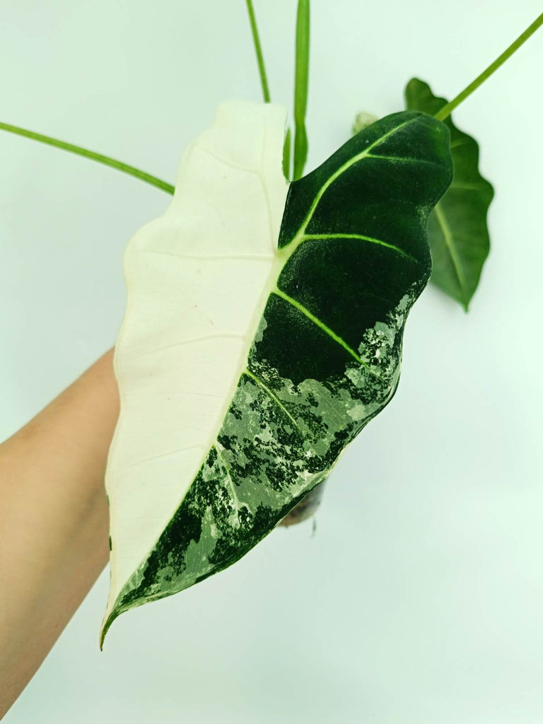 Alocasia frydek variegata