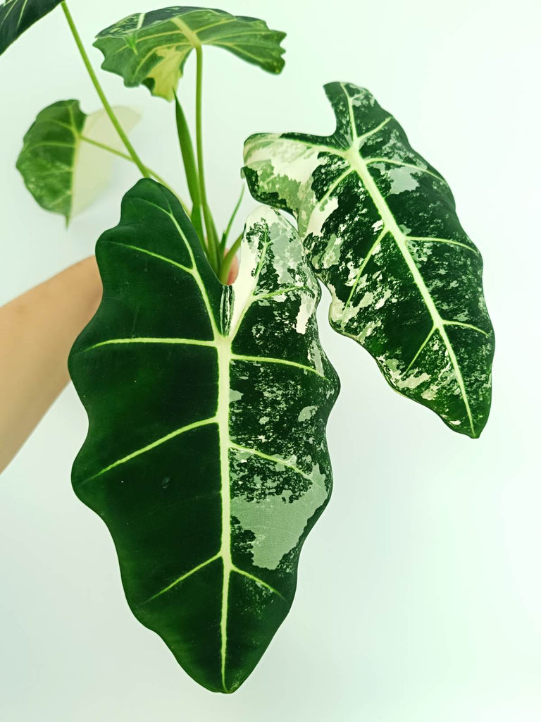 Alocasia frydek variegata