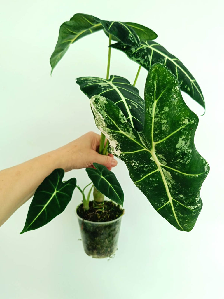 Alocasia frydek variegata