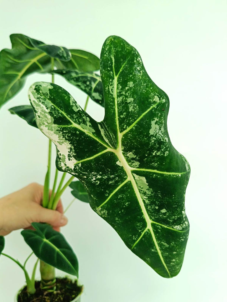 Alocasia frydek variegata