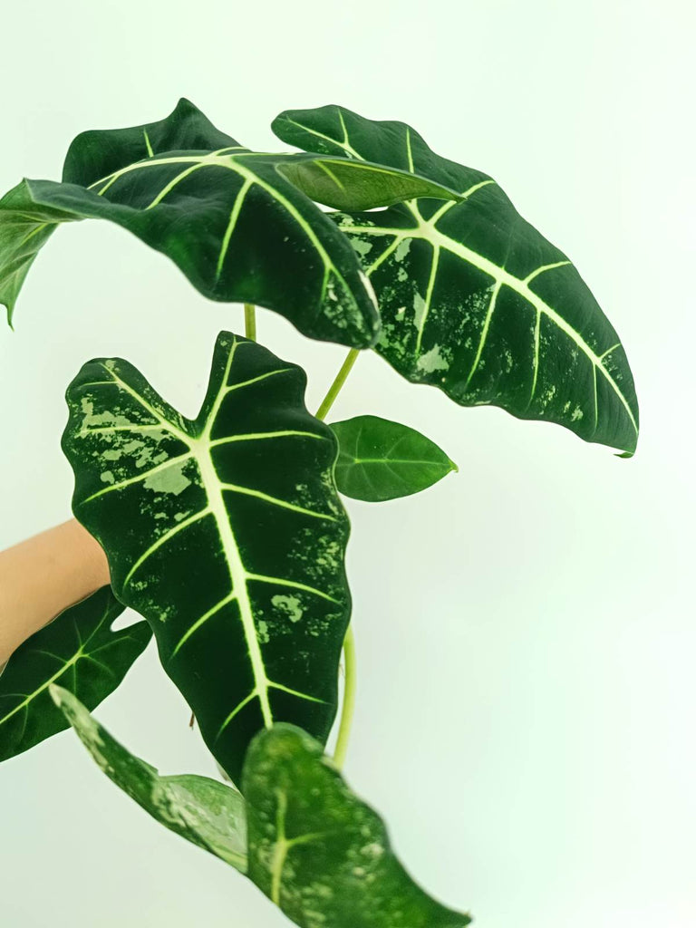 Alocasia frydek variegata