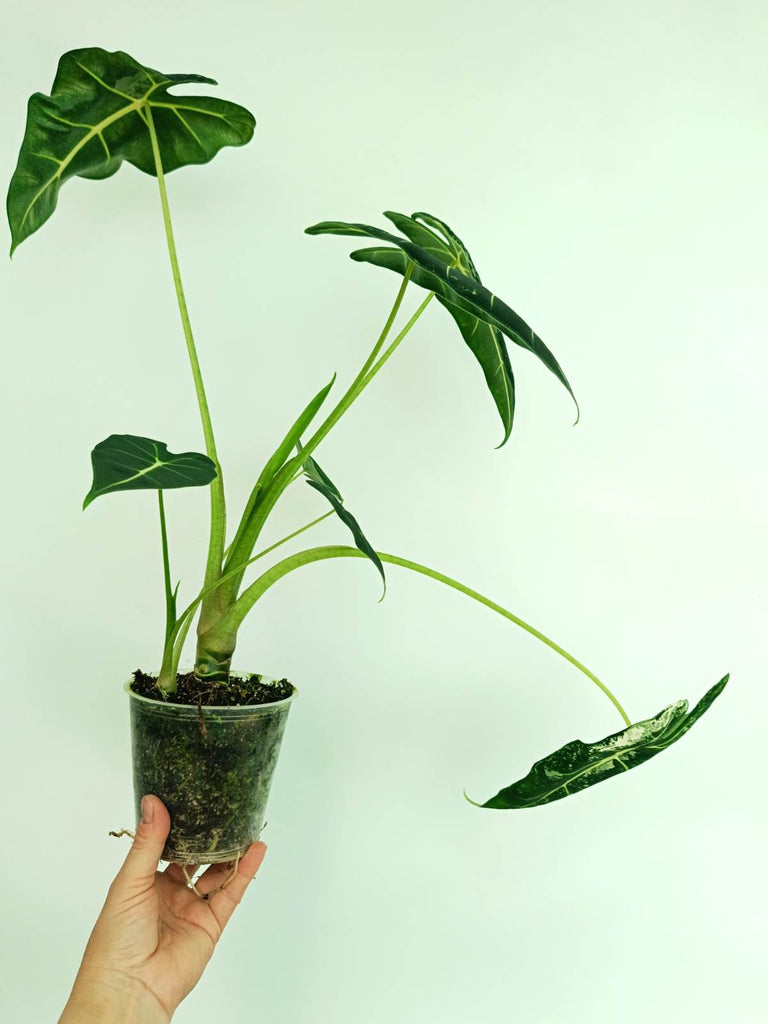 Alocasia frydek variegata