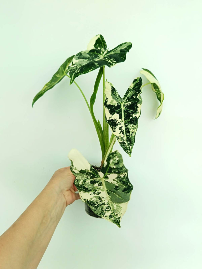 Alocasia frydek variegata