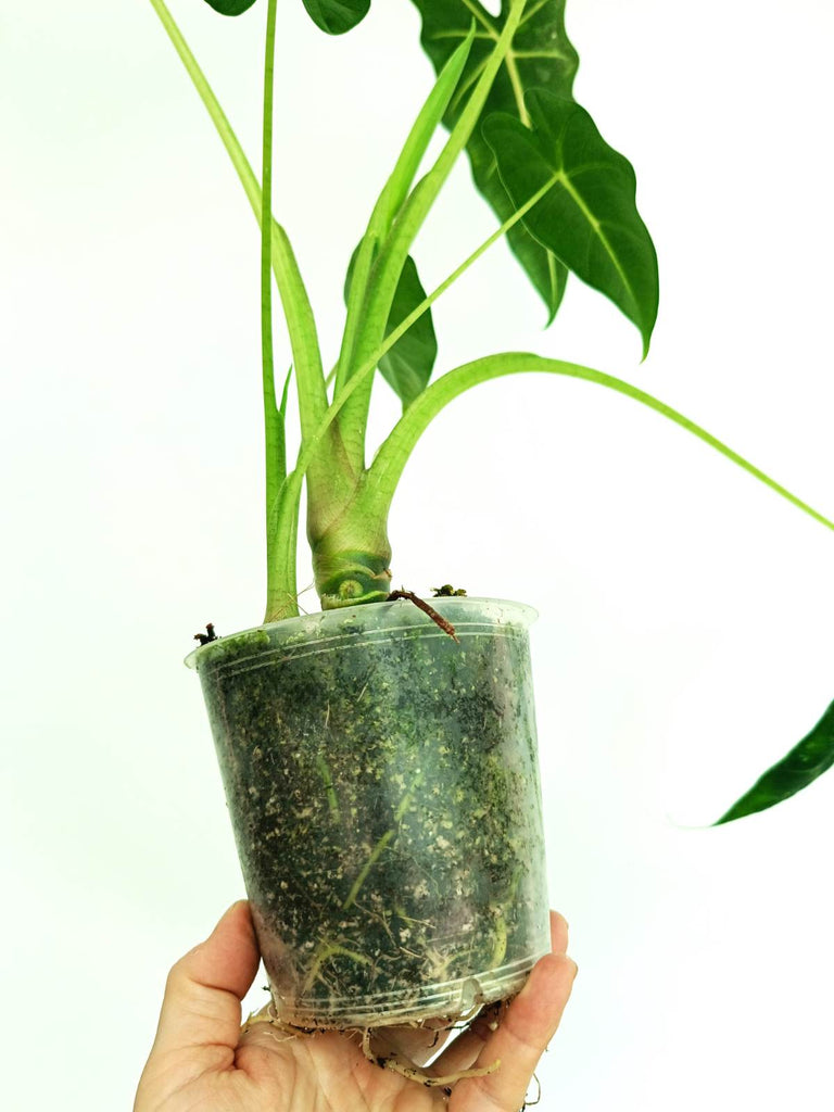 Alocasia frydek variegata