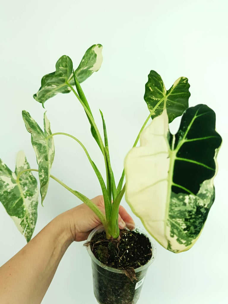 Alocasia frydek variegata