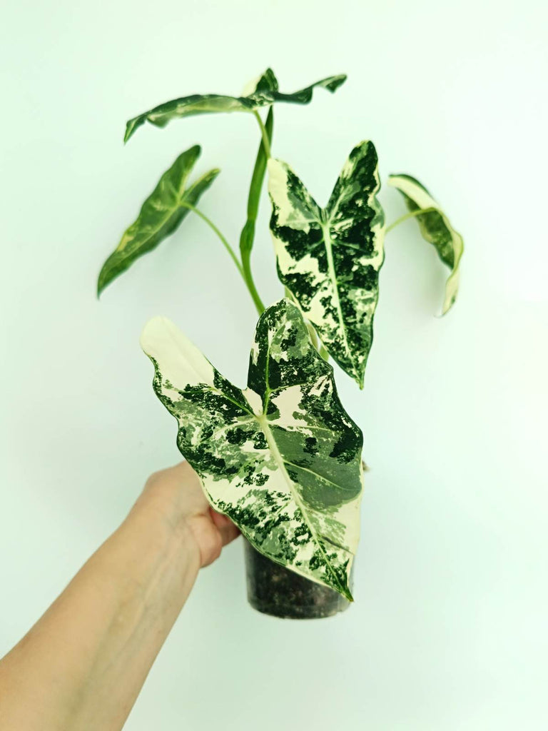 Alocasia frydek variegata