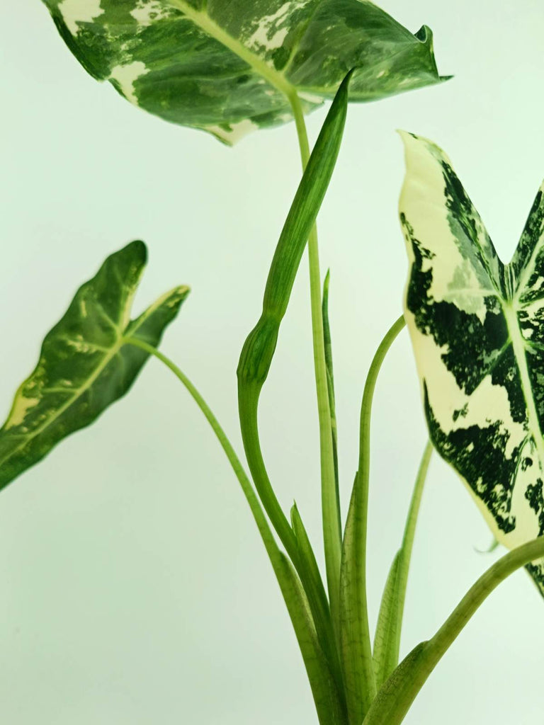 Alocasia frydek variegata
