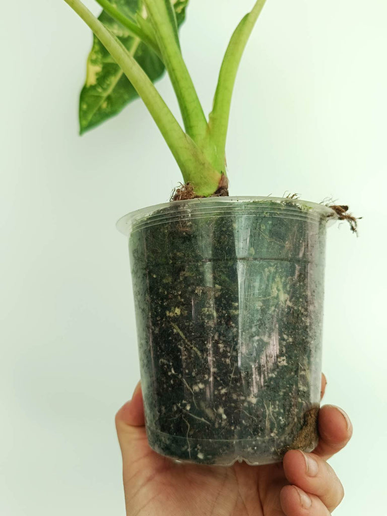 Alocasia frydek variegata