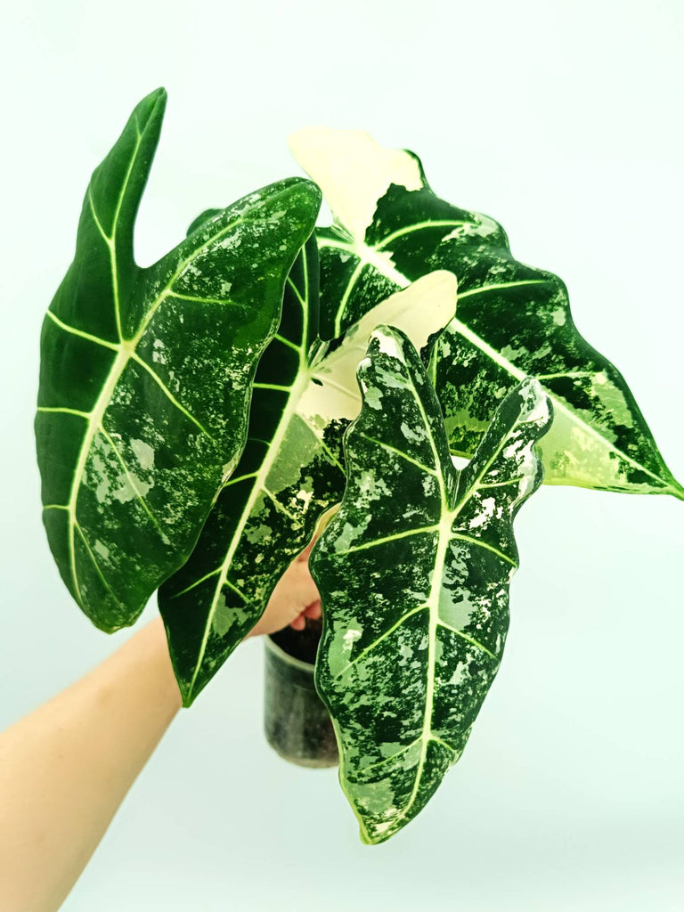Alocasia frydek variegata