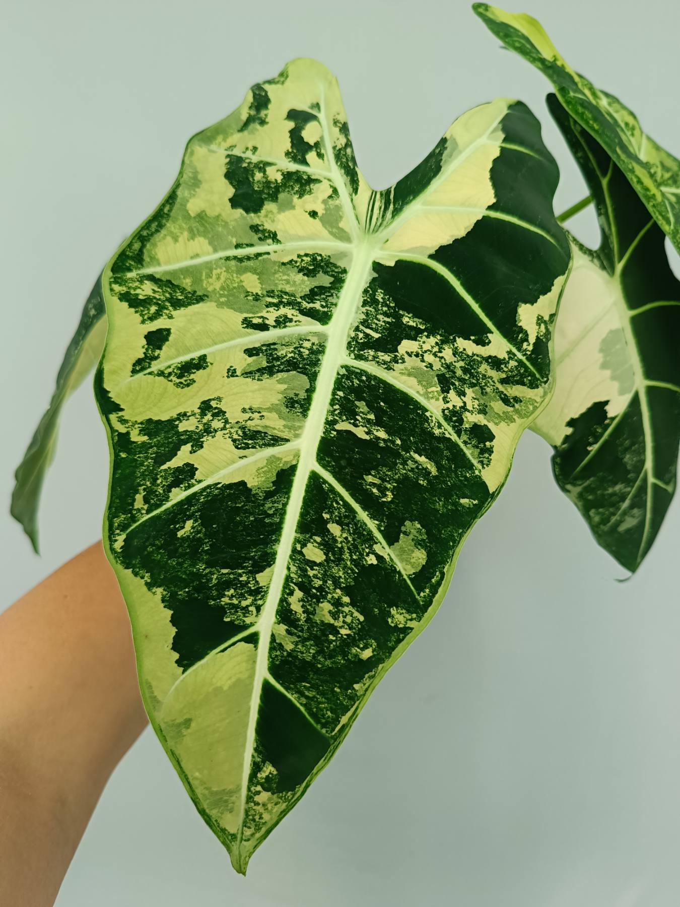 Alocasia frydek variegata