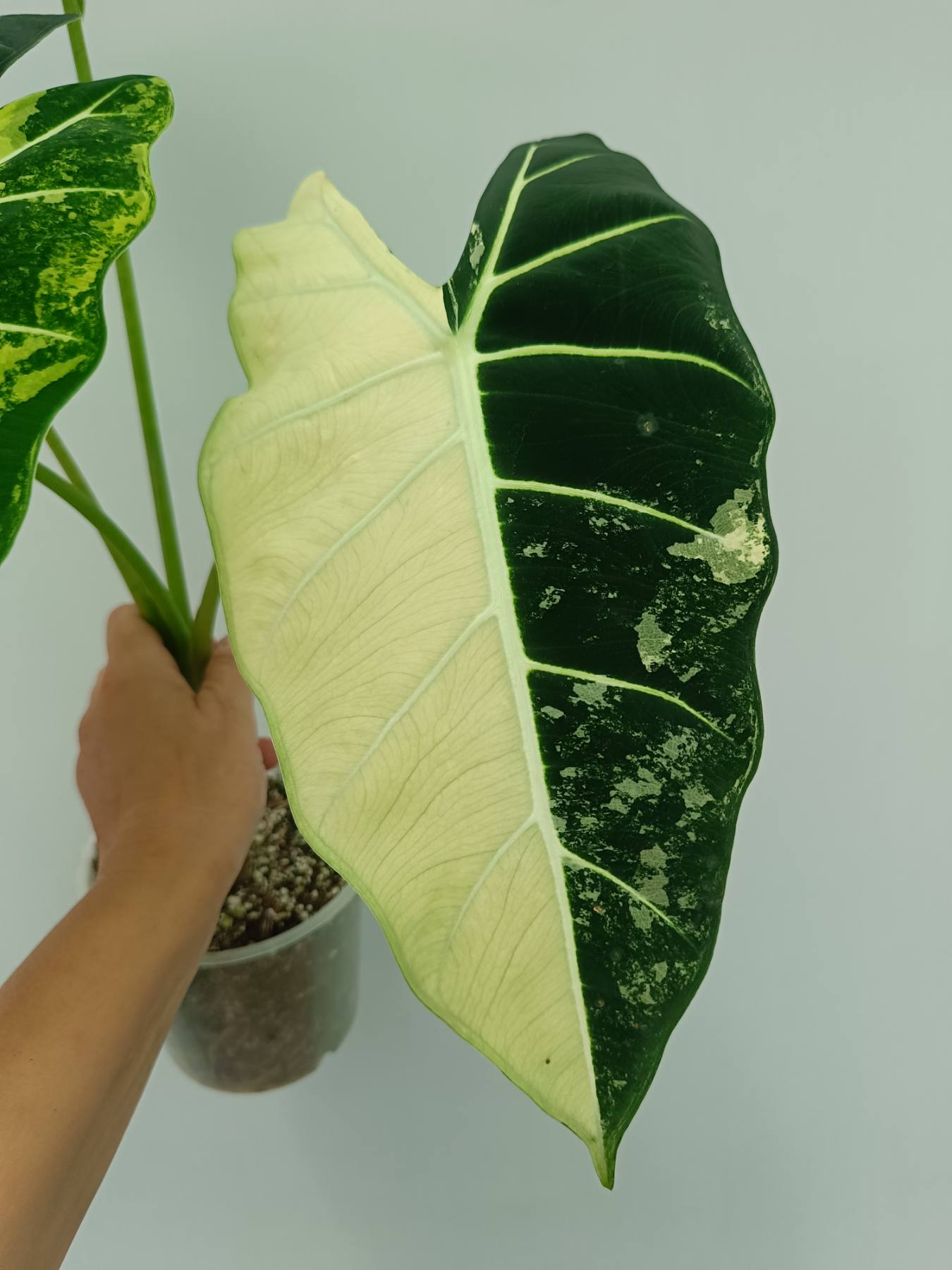 Alocasia frydek variegata
