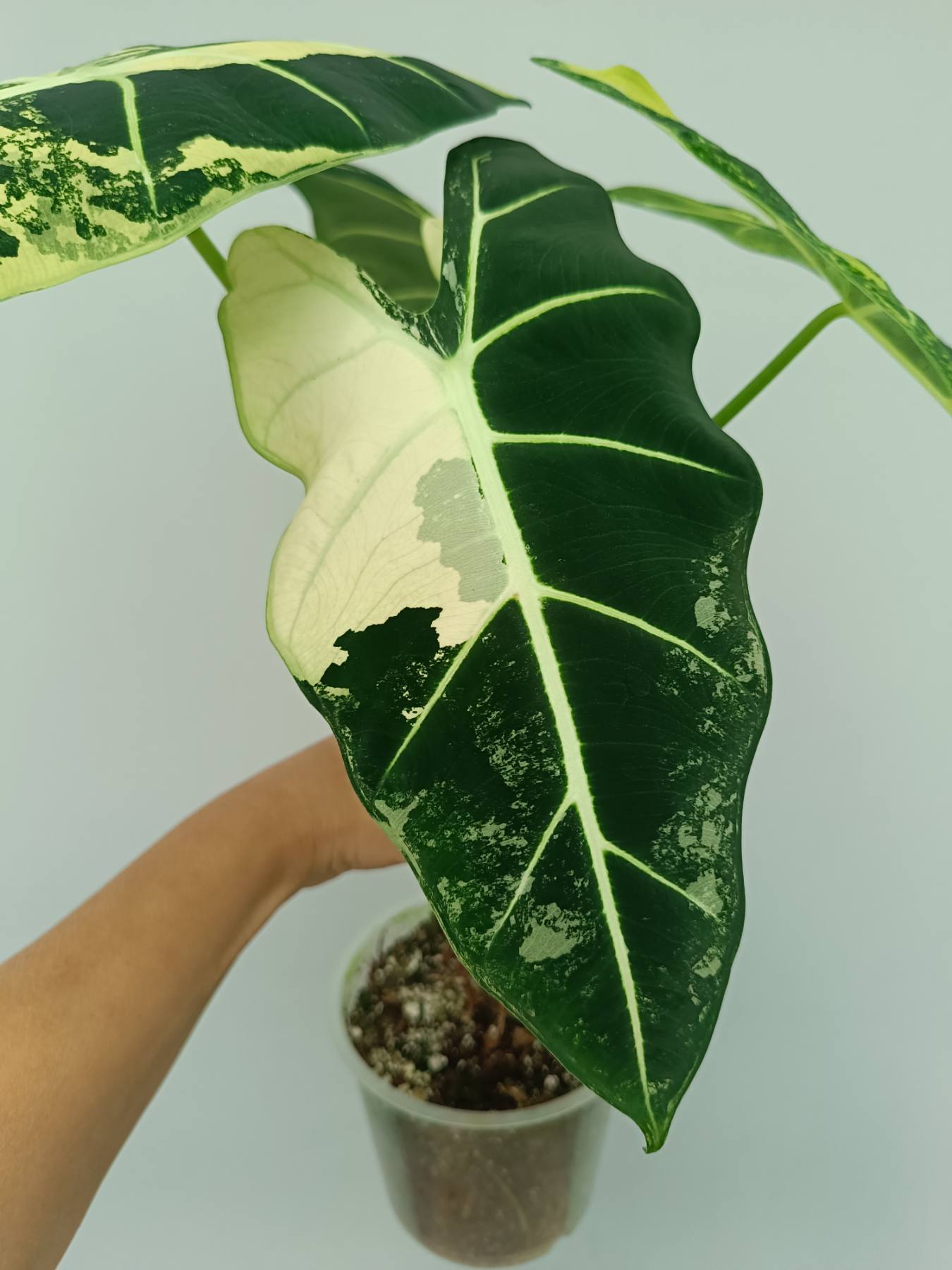 Alocasia frydek variegata