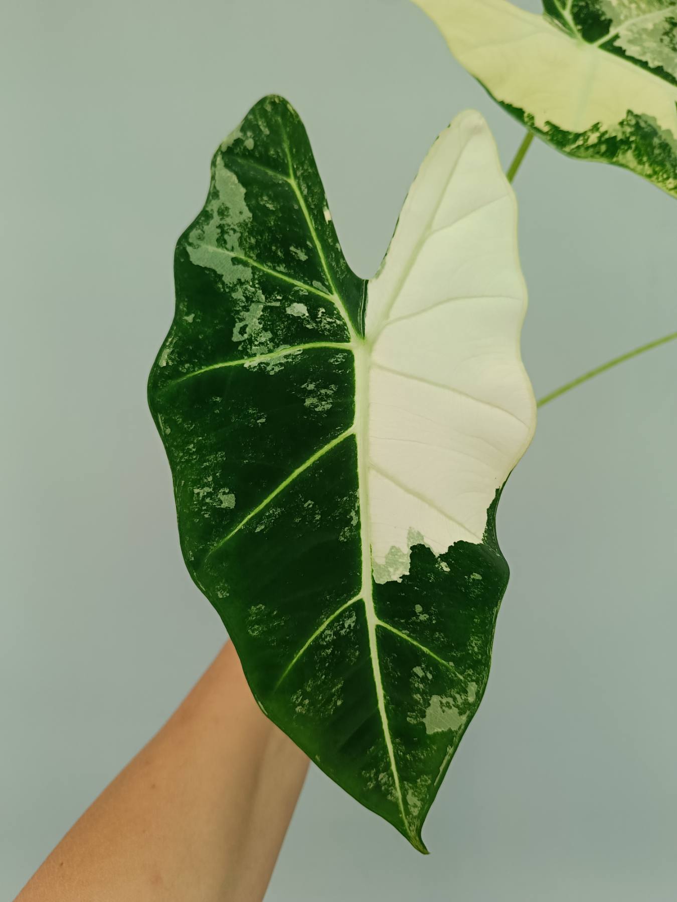 Alocasia frydek variegata