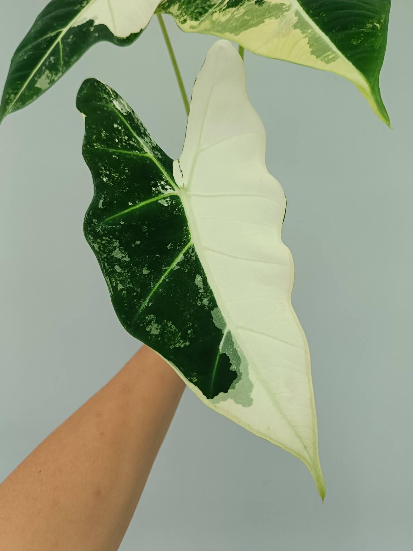 Alocasia frydek variegata