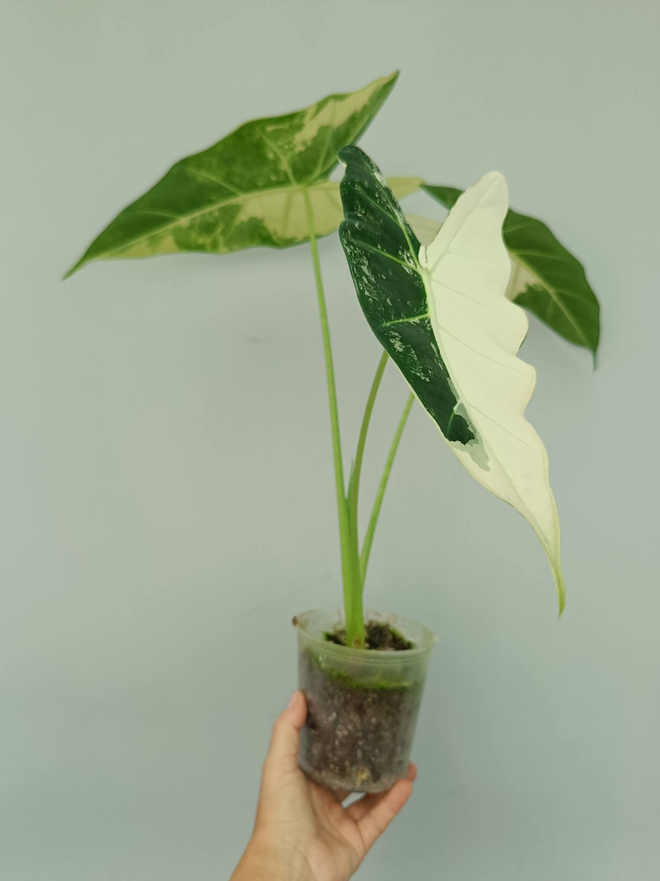 Alocasia frydek variegata