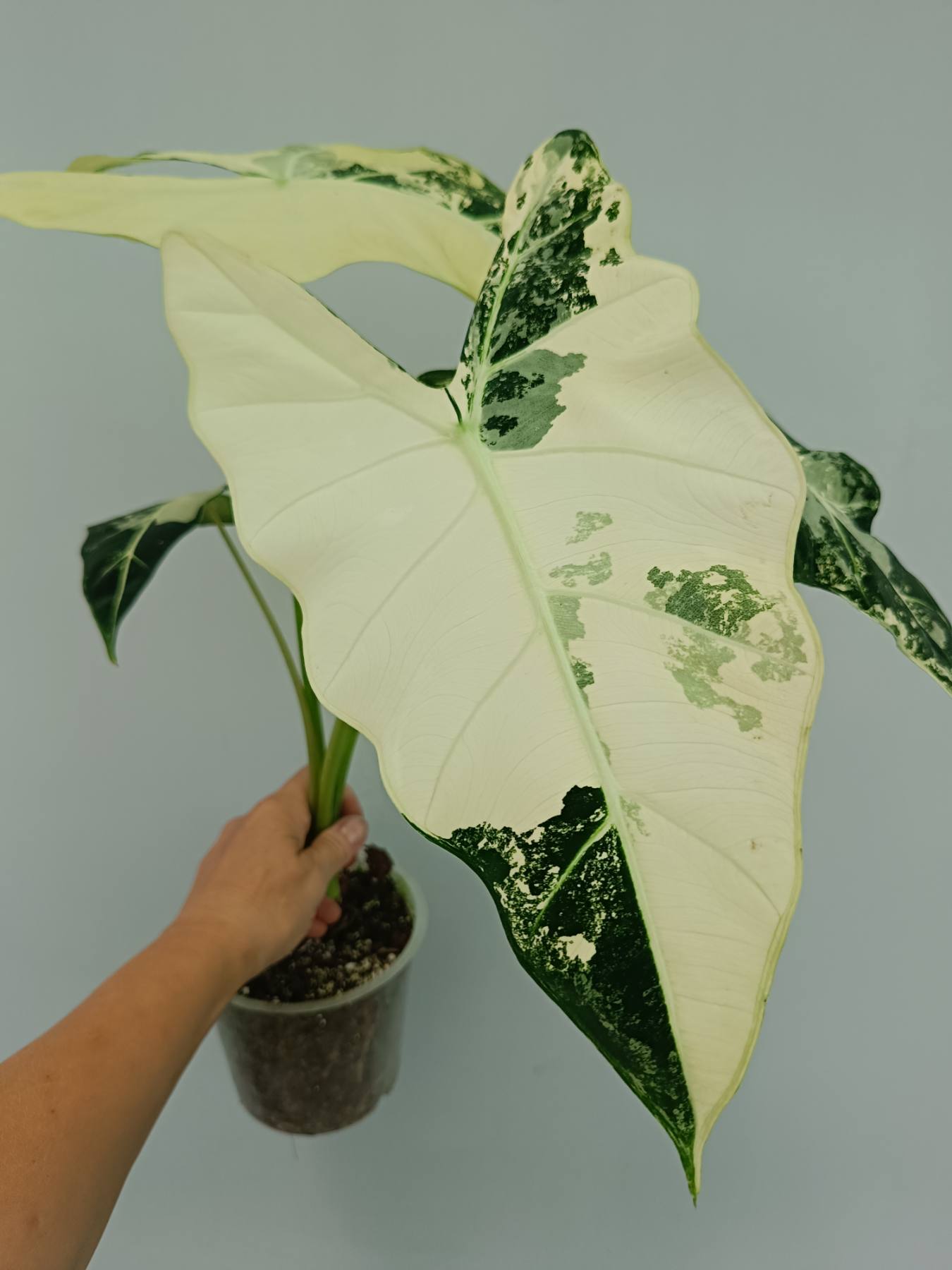 Alocasia frydek variegata
