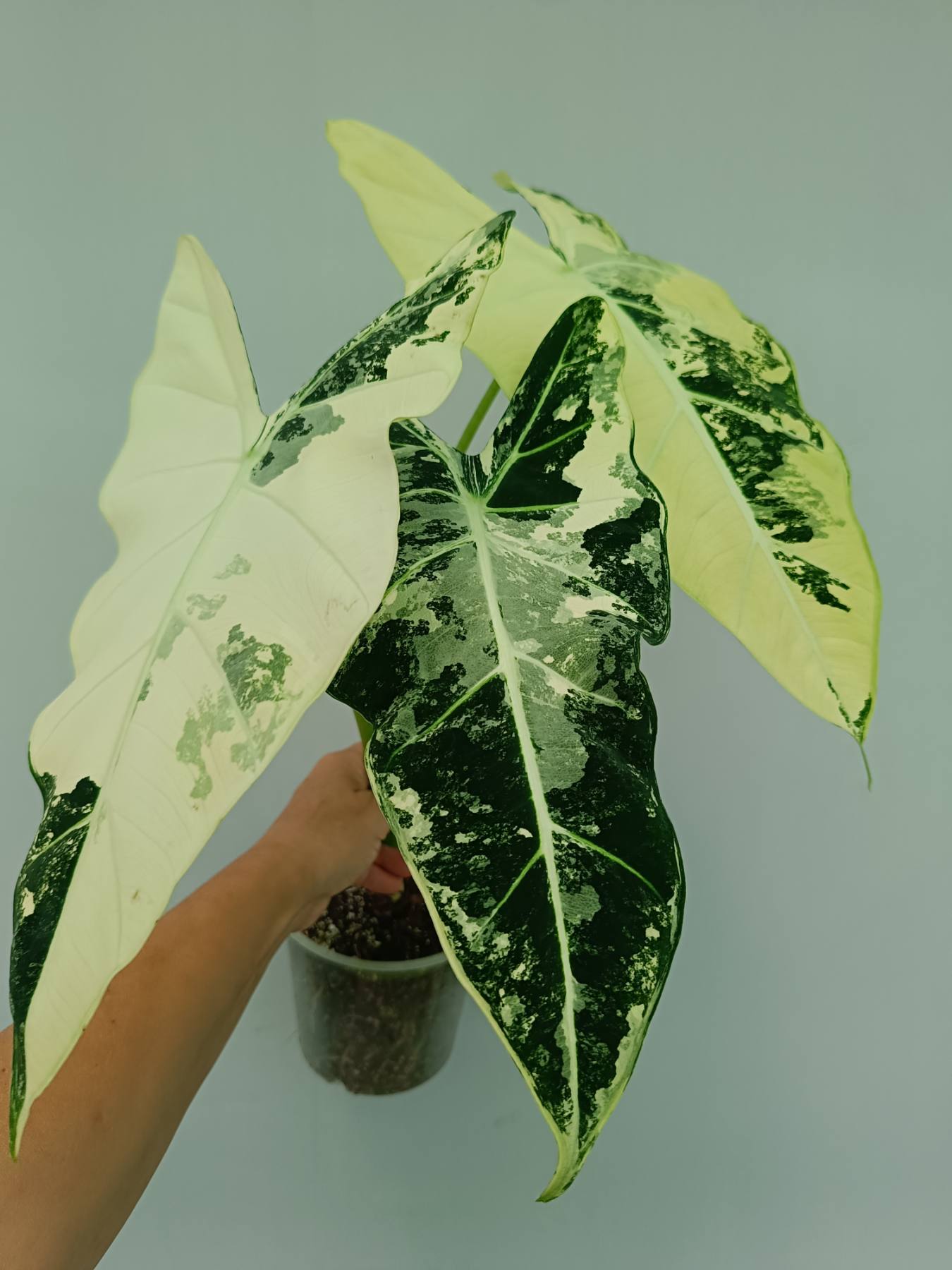 Alocasia frydek variegata