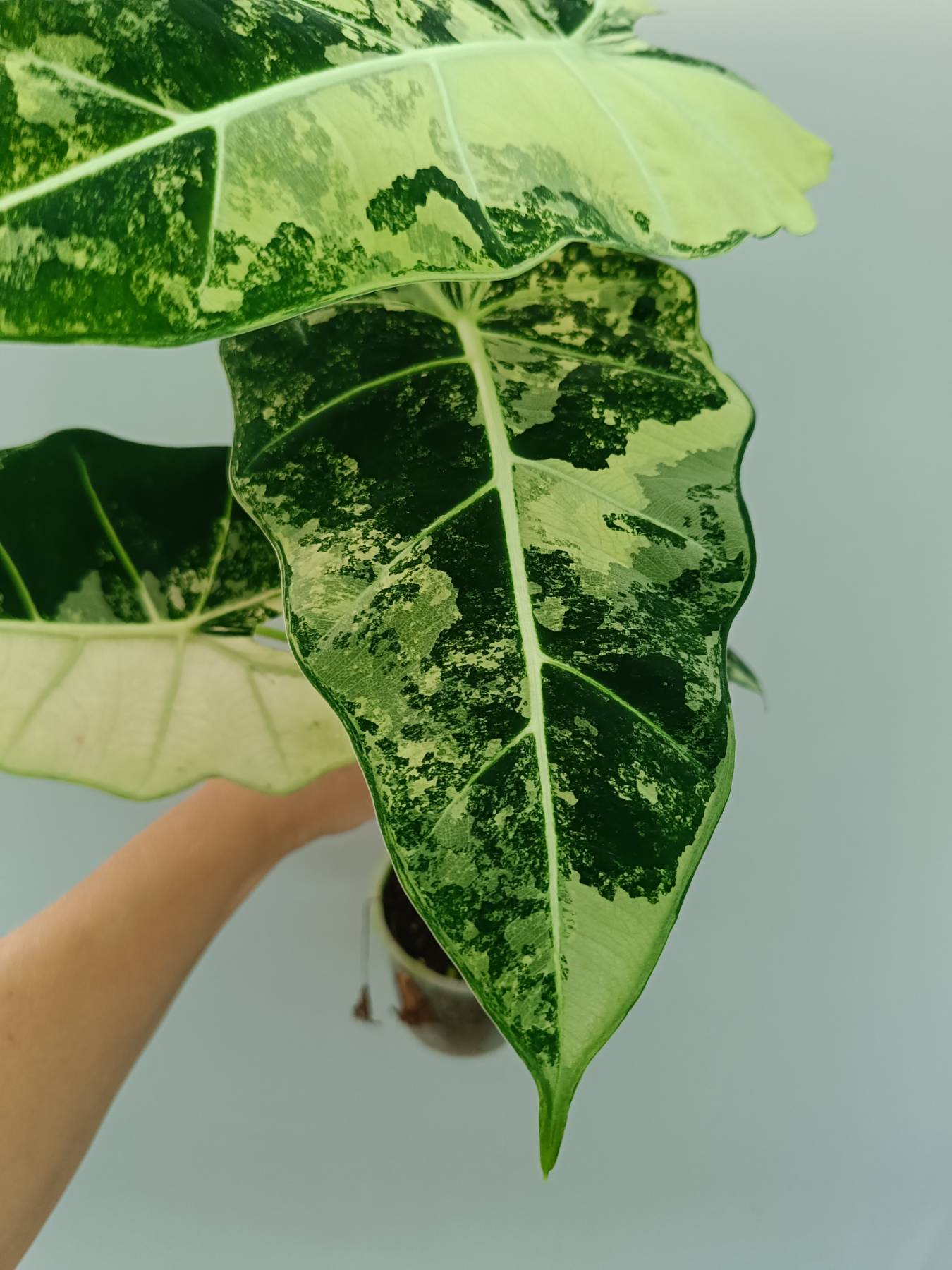 Alocasia Frydek Variegata 