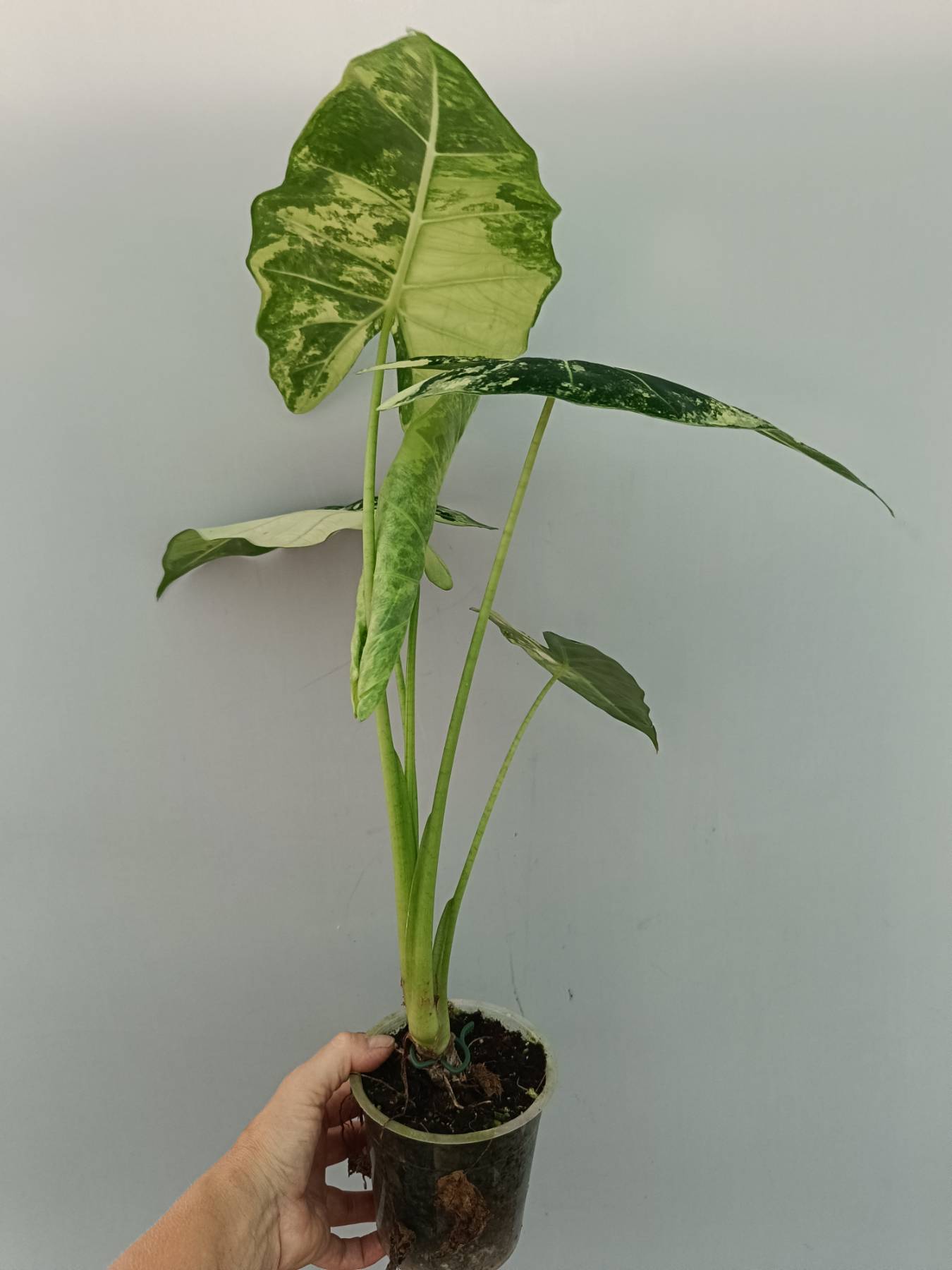 Alocasia Frydek Variegata 