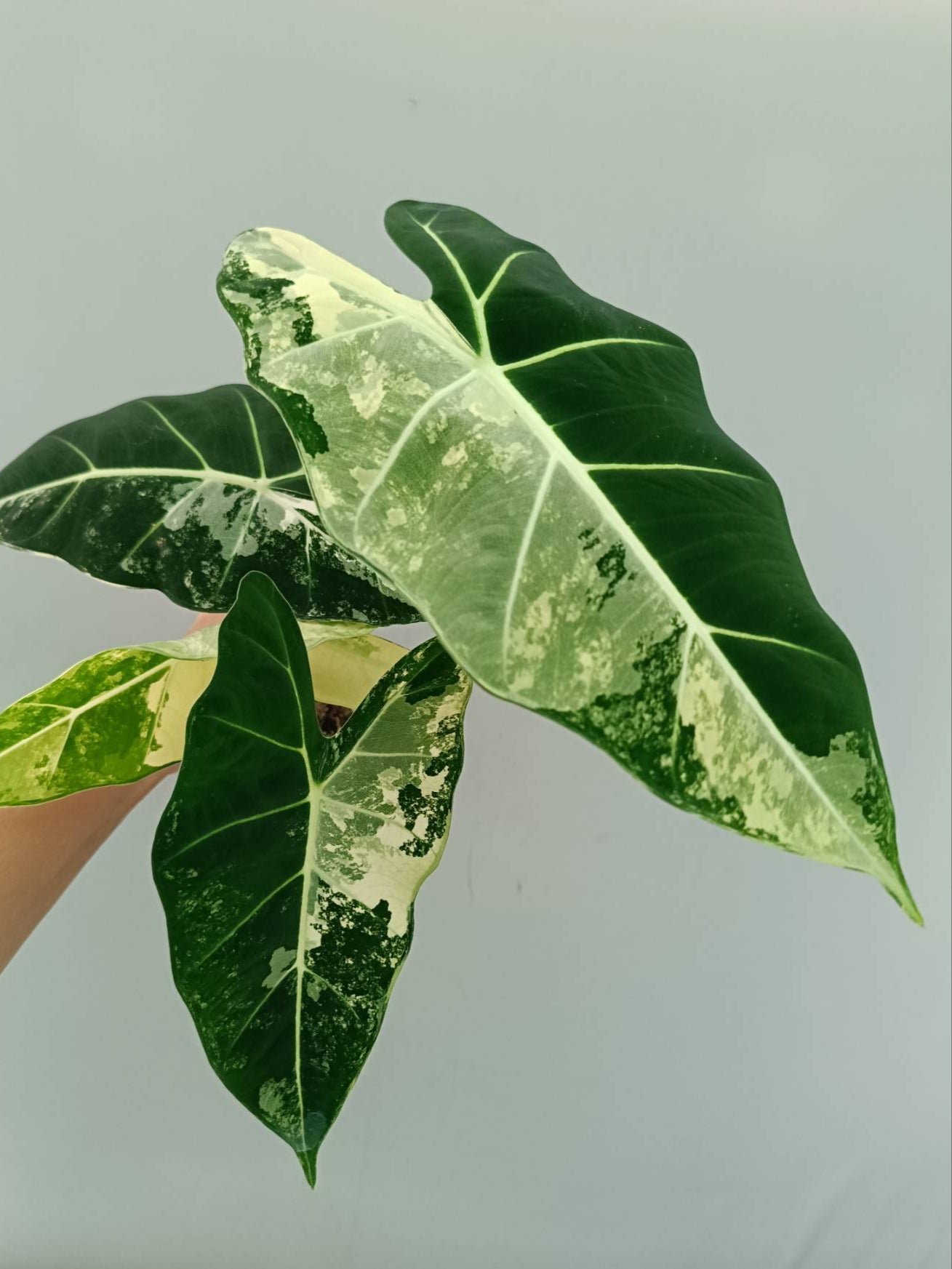 Alocasia Frydek Variegata 