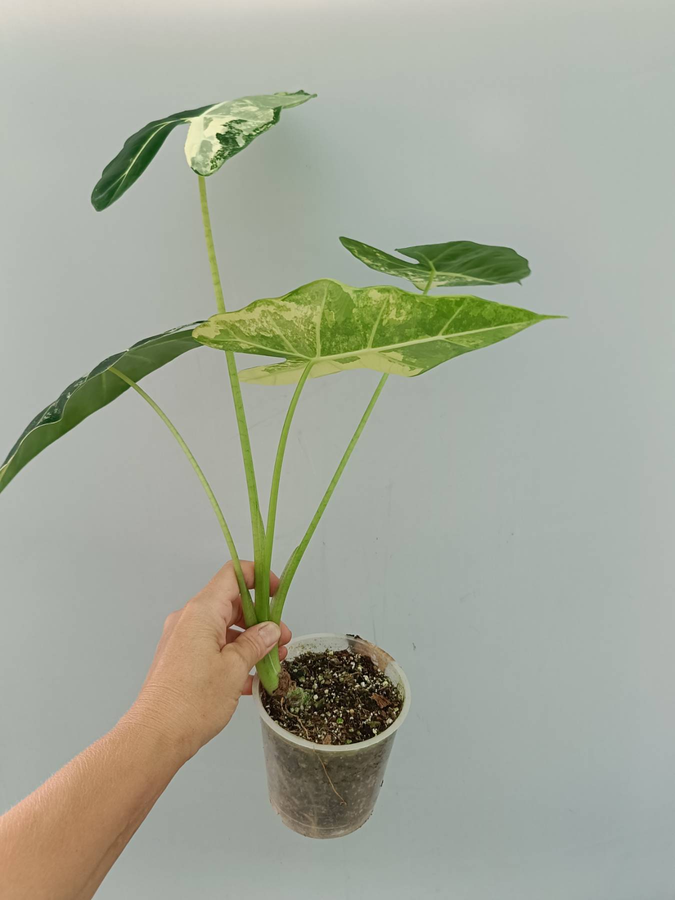 Alocasia Frydek Variegata 