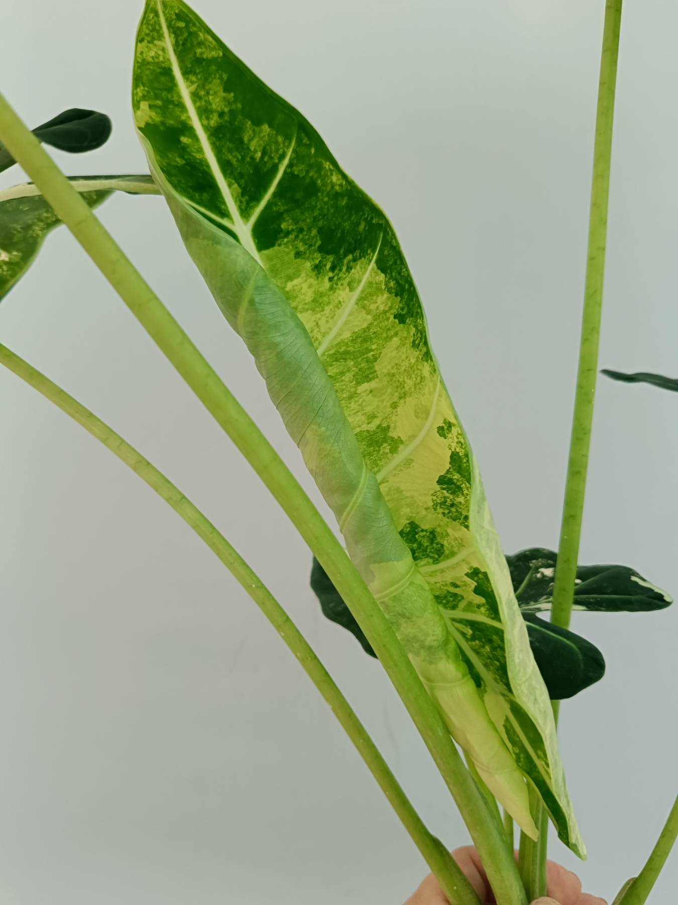 philodendron frydek Alocasia Frydek Variegata XL