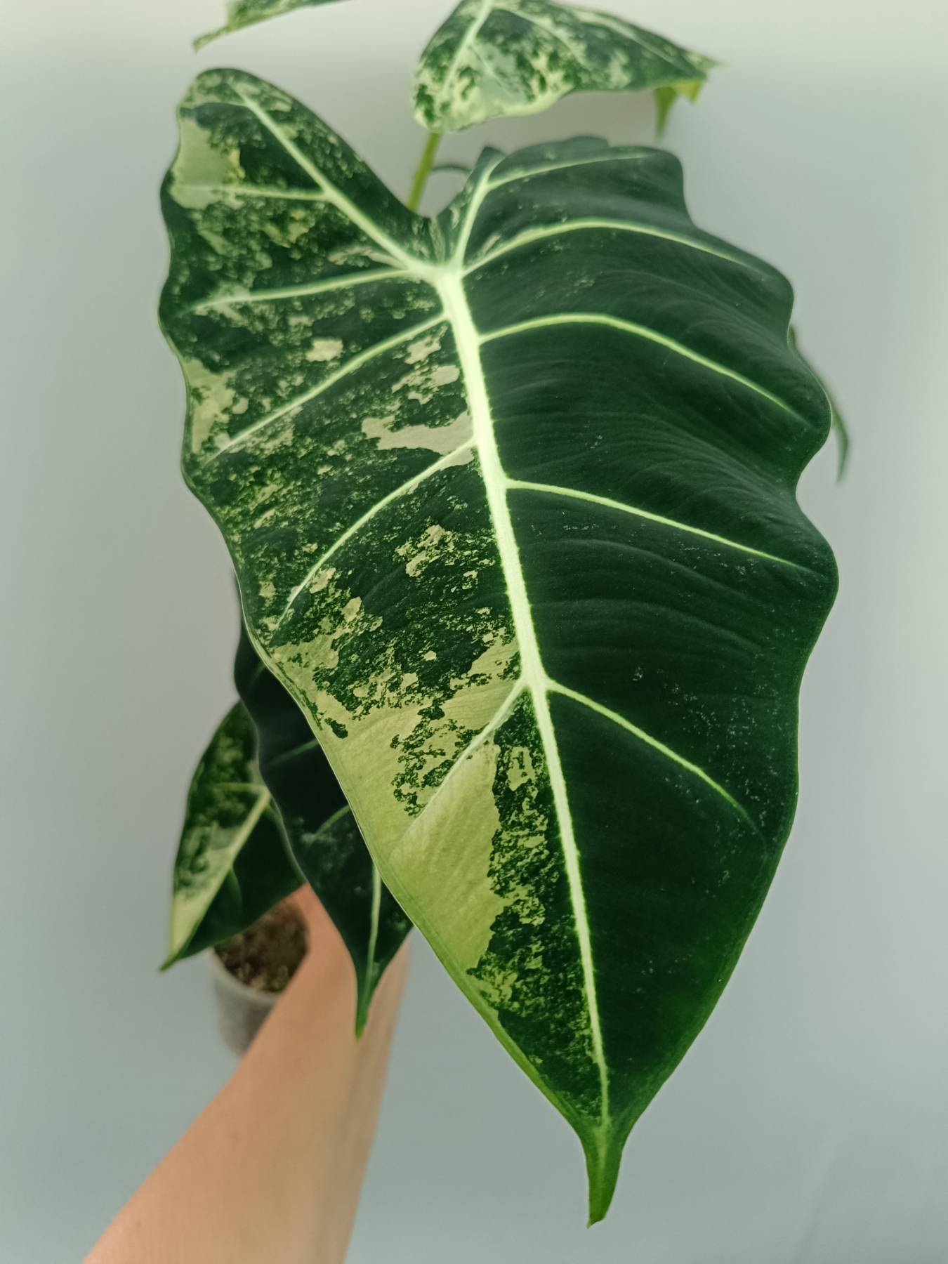 Alocasia Frydek Variegata XL | Welovetropicalplants