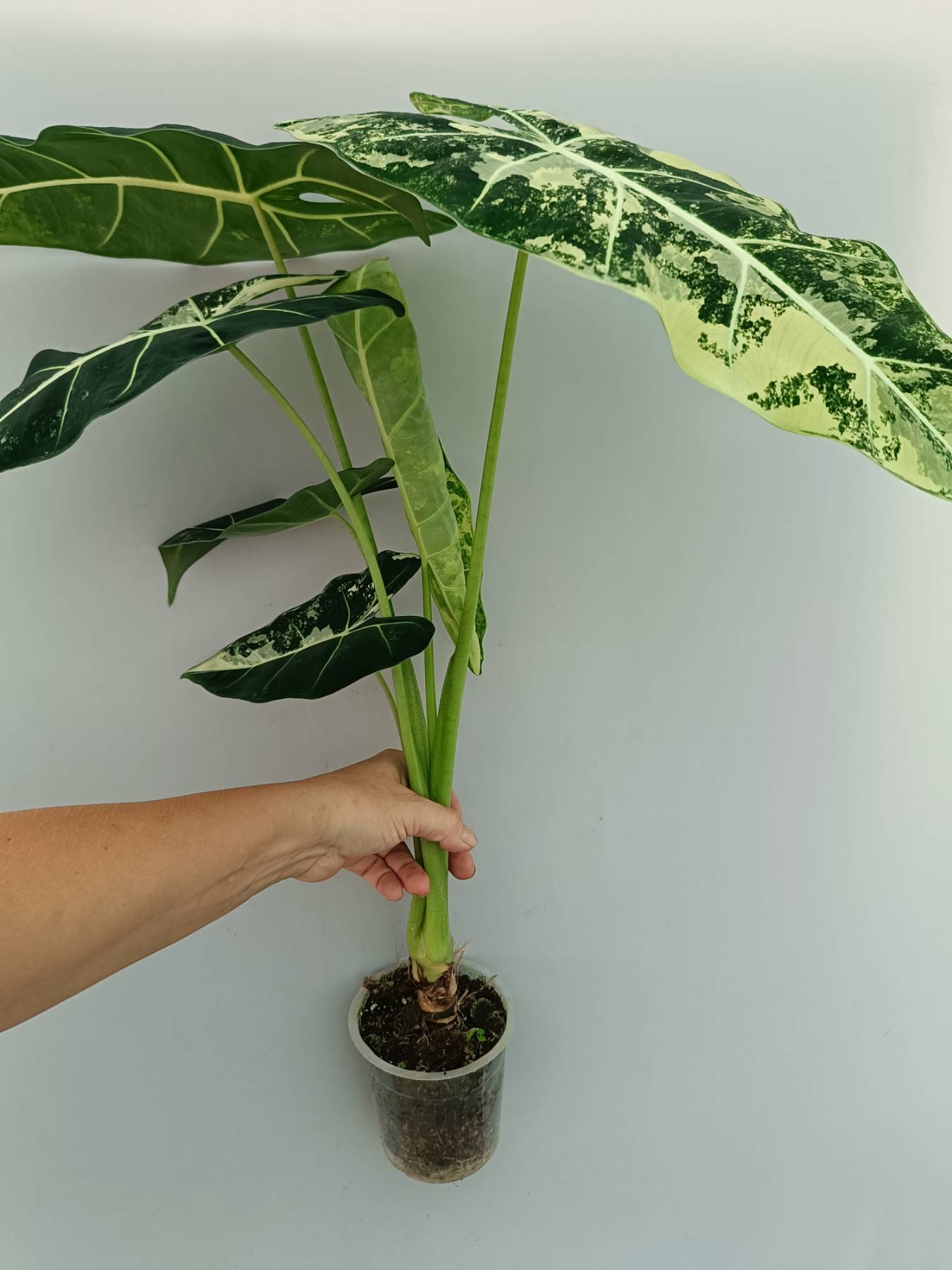Alocasia Frydek Variegata XL | Welovetropicalplants
