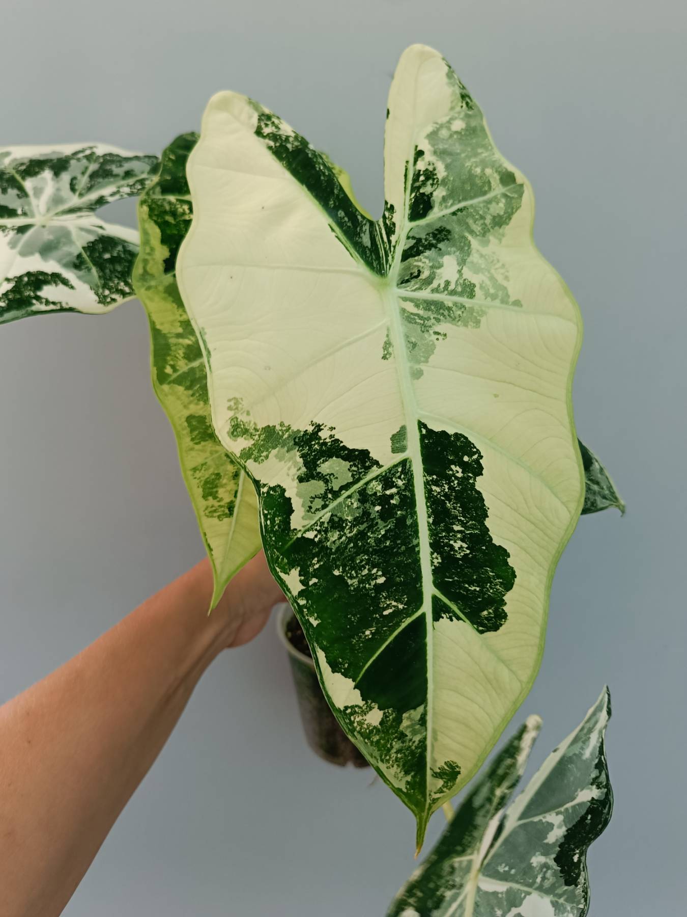 Alocasia Frydek Variegata