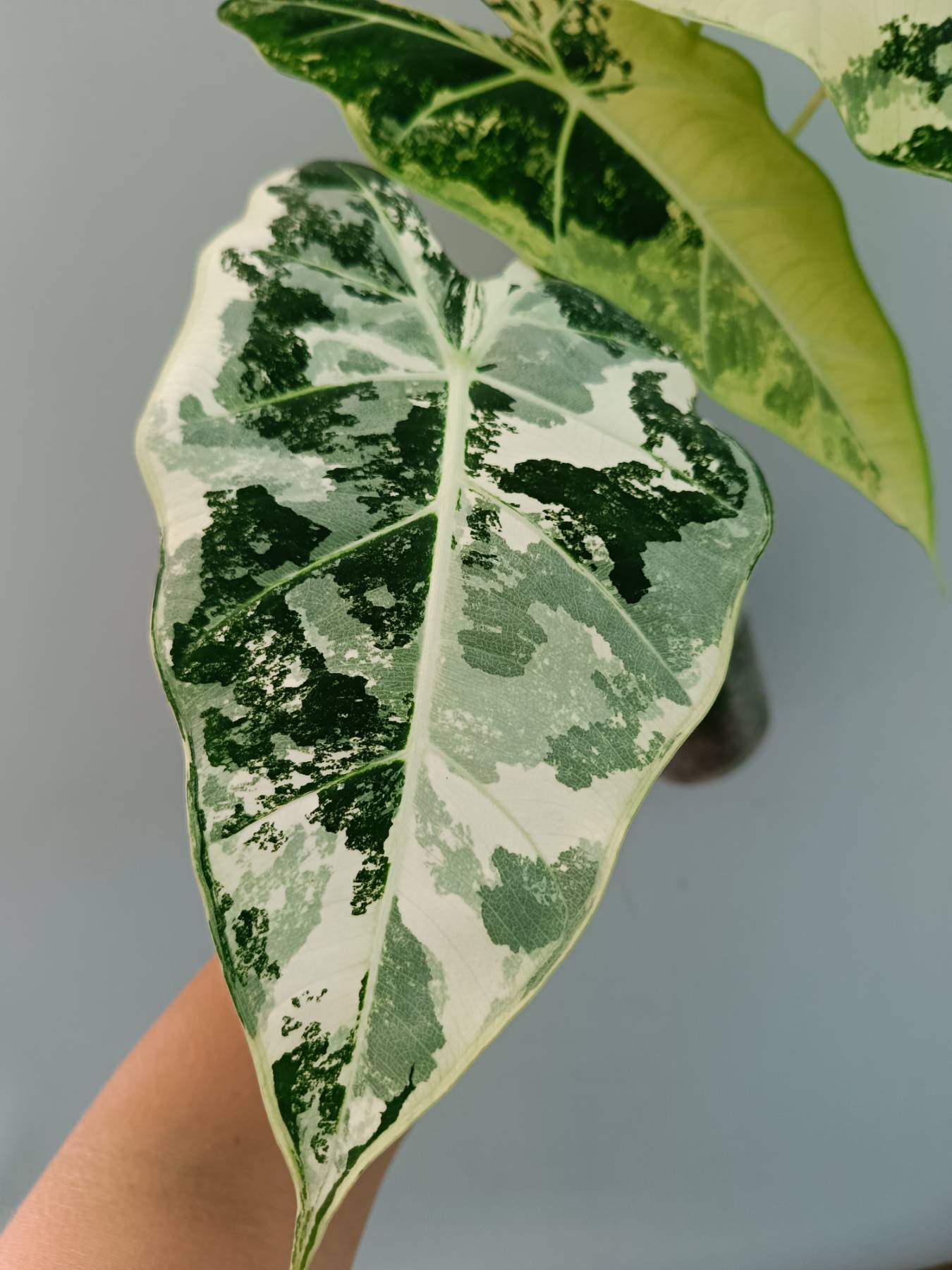 Alocasia Frydek Variegata