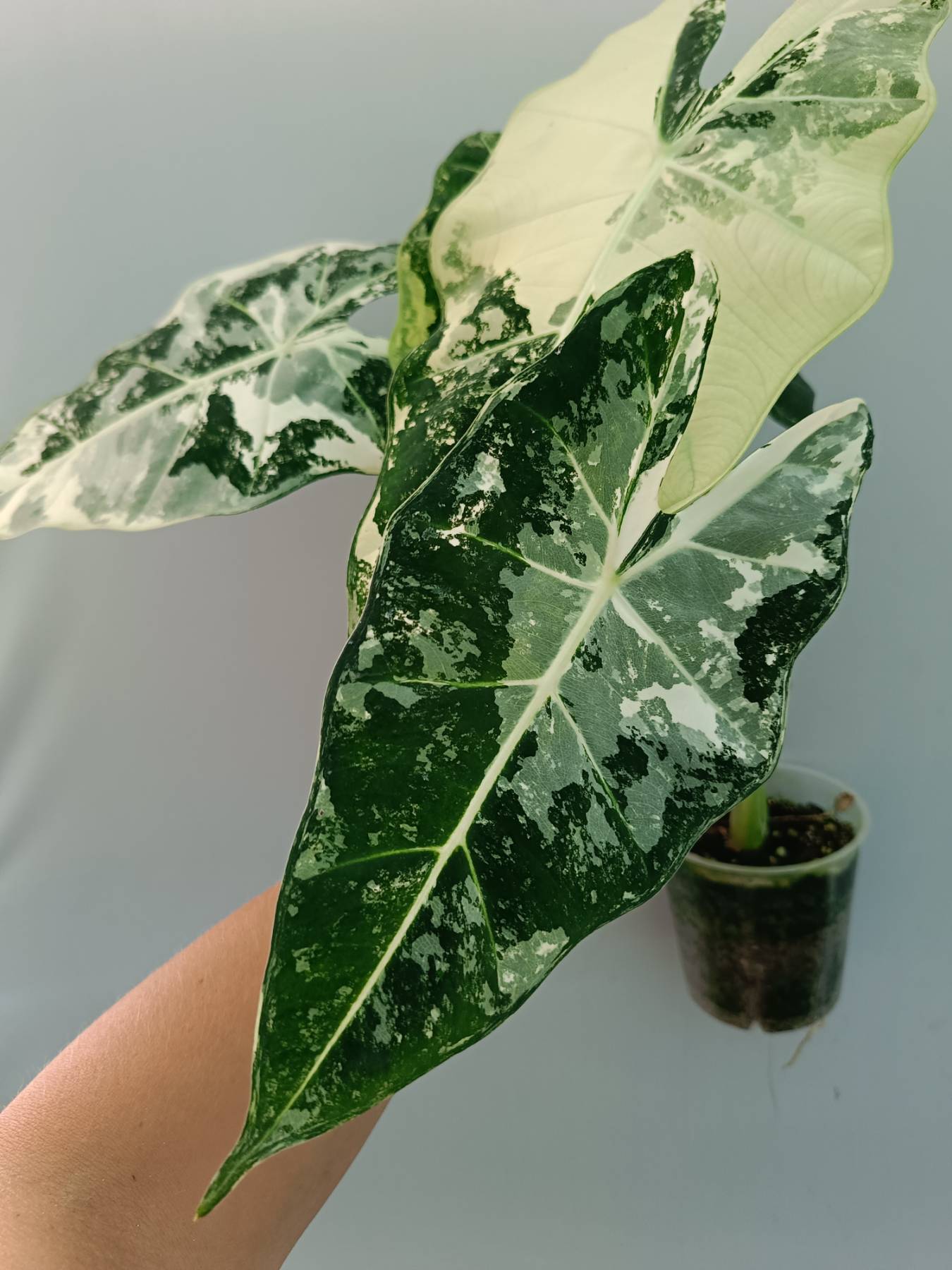 Alocasia Frydek Variegata