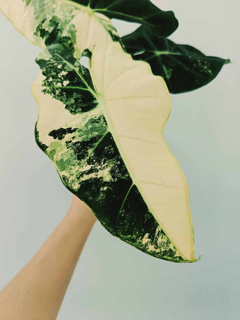 Alocasia micholitziana frydek variegata COMPACT