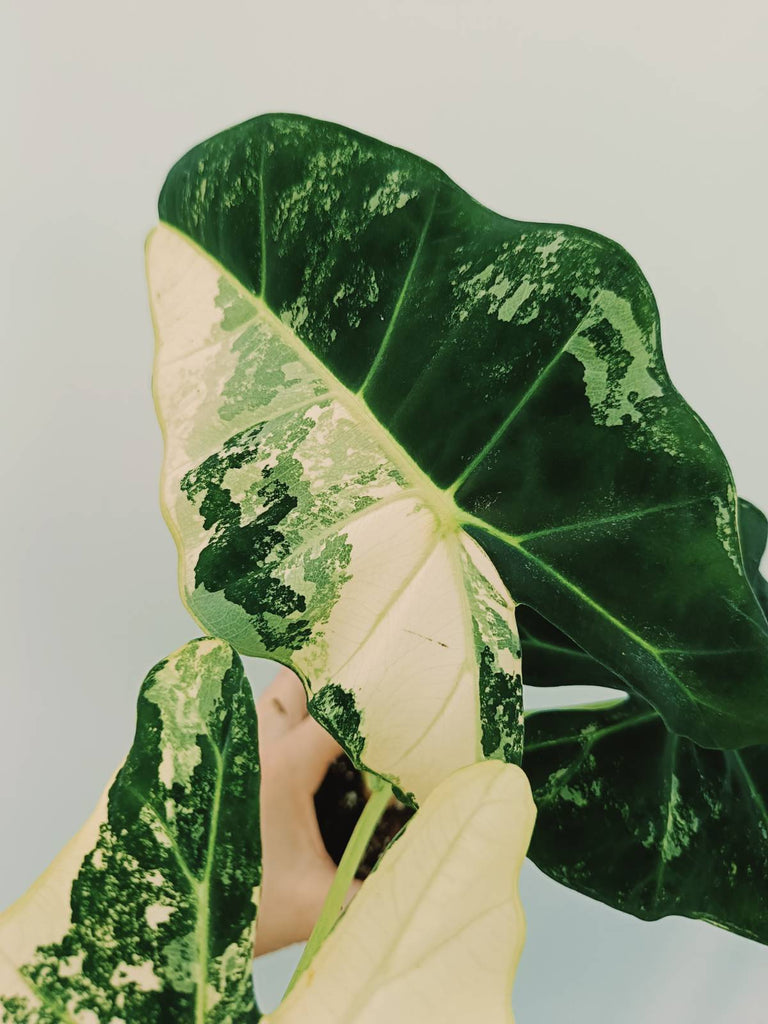 Alocasia micholitziana frydek variegata COMPACT