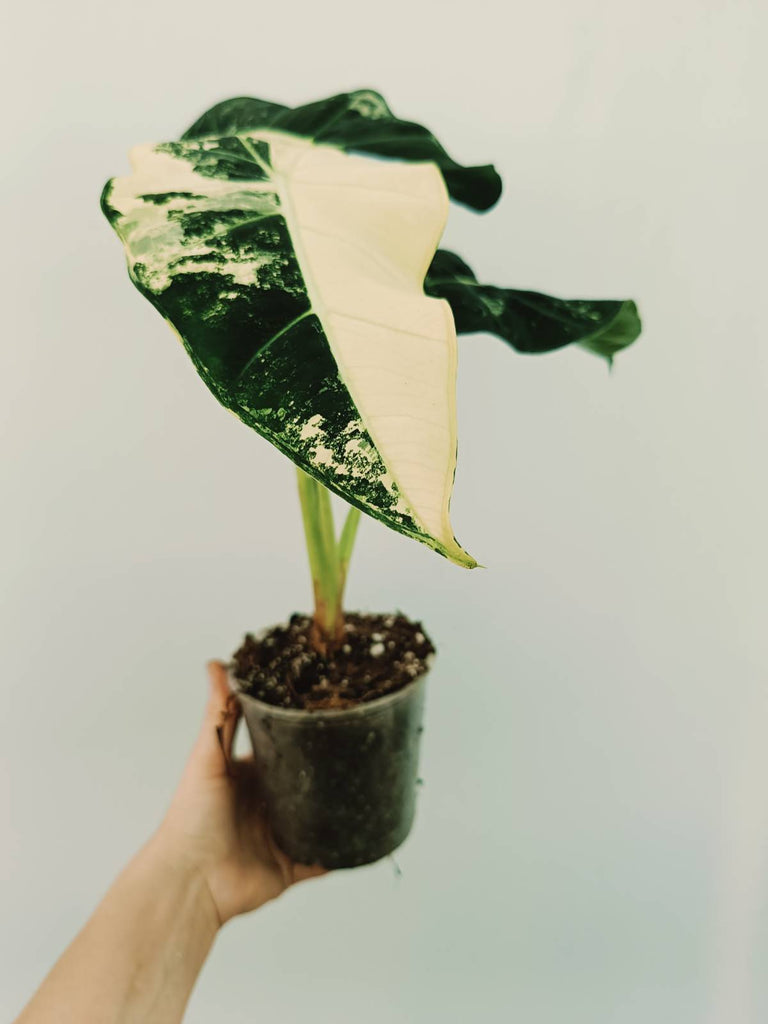 Alocasia micholitziana frydek variegata COMPACT