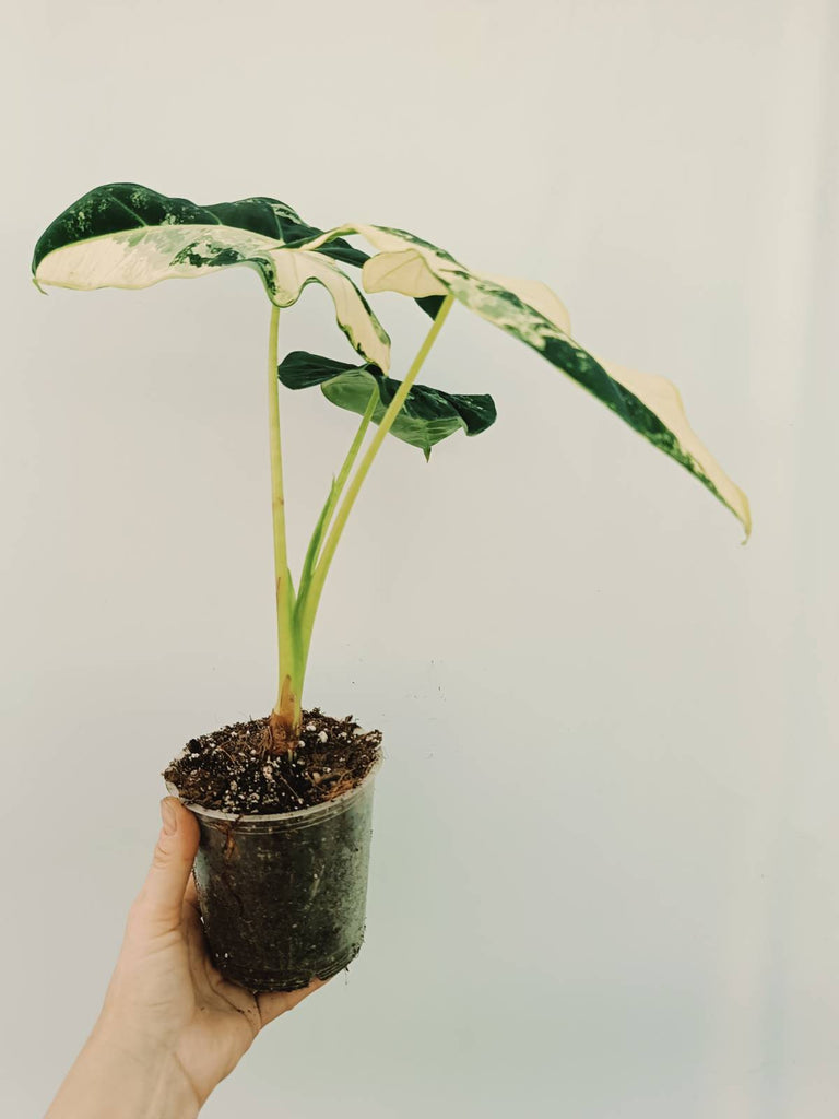 Alocasia micholitziana frydek variegata COMPACT