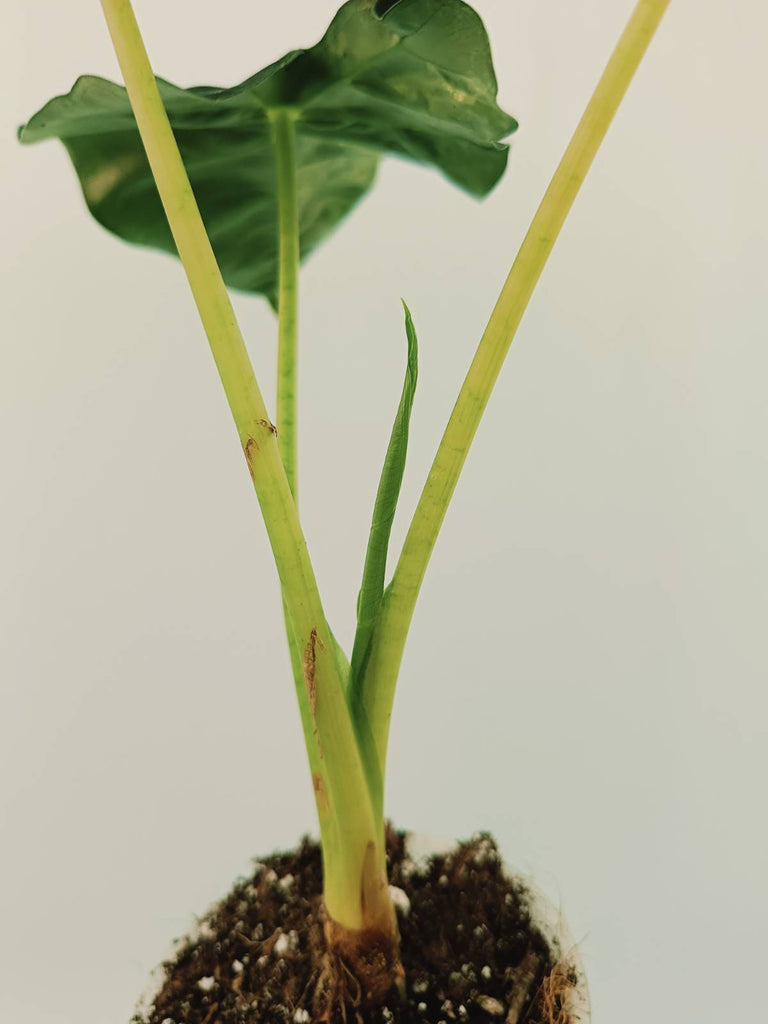 Alocasia micholitziana frydek variegata COMPACT