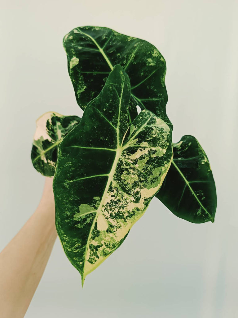 Alocasia micholitziana frydek variegata COMPACT