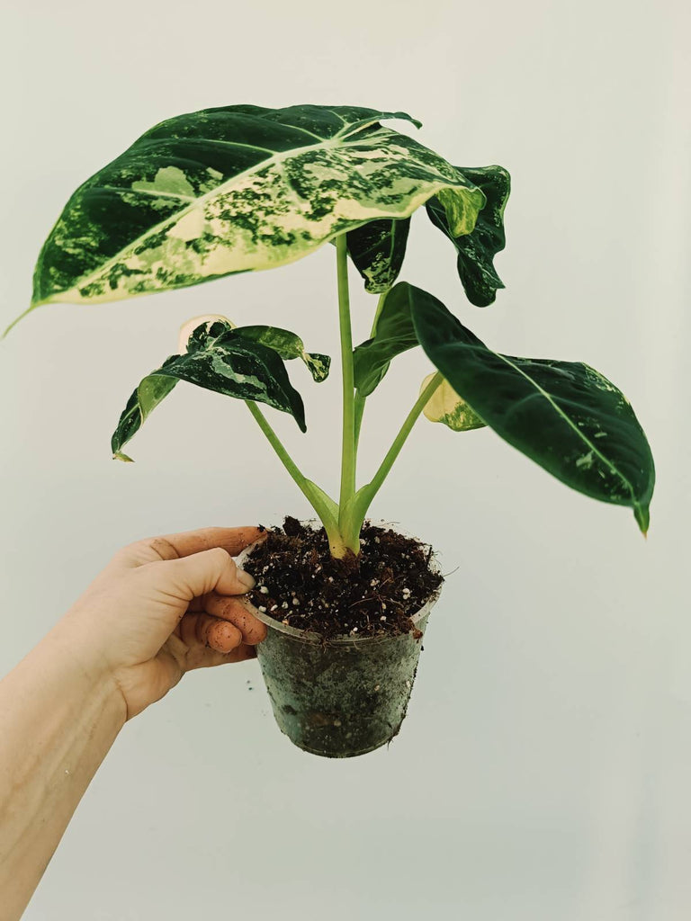 Alocasia micholitziana frydek variegata COMPACT