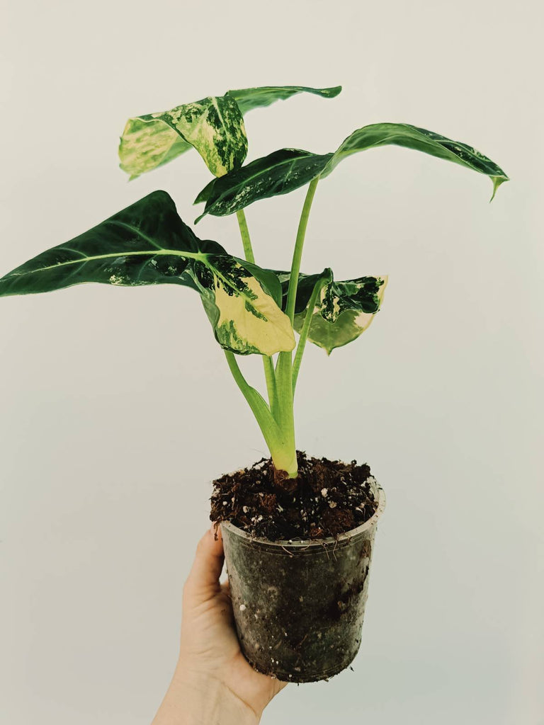 Alocasia micholitziana frydek variegata COMPACT