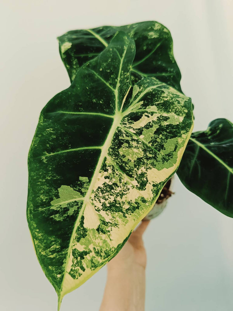 Alocasia micholitziana frydek variegata COMPACT