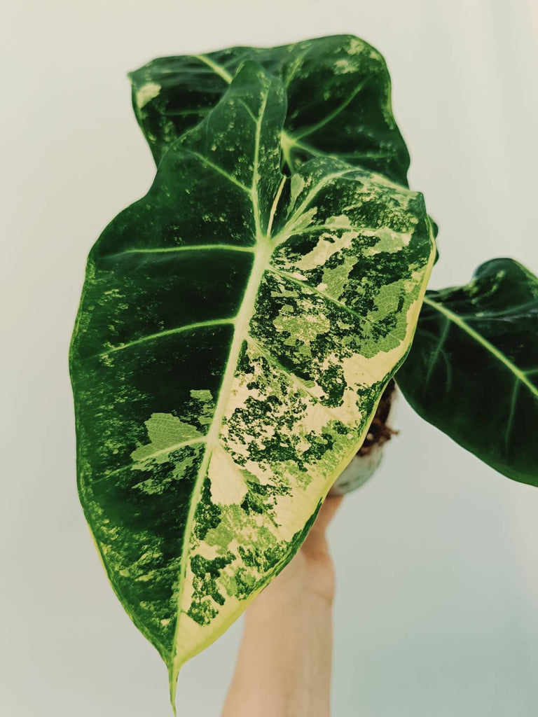 Alocasia micholitziana frydek variegata COMPACT